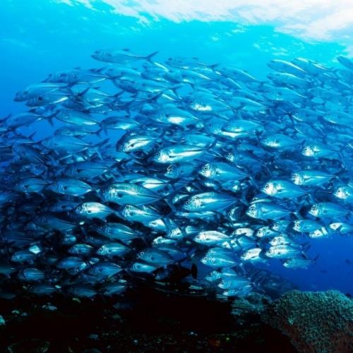 imagen de Frigomar Seafood, SL
